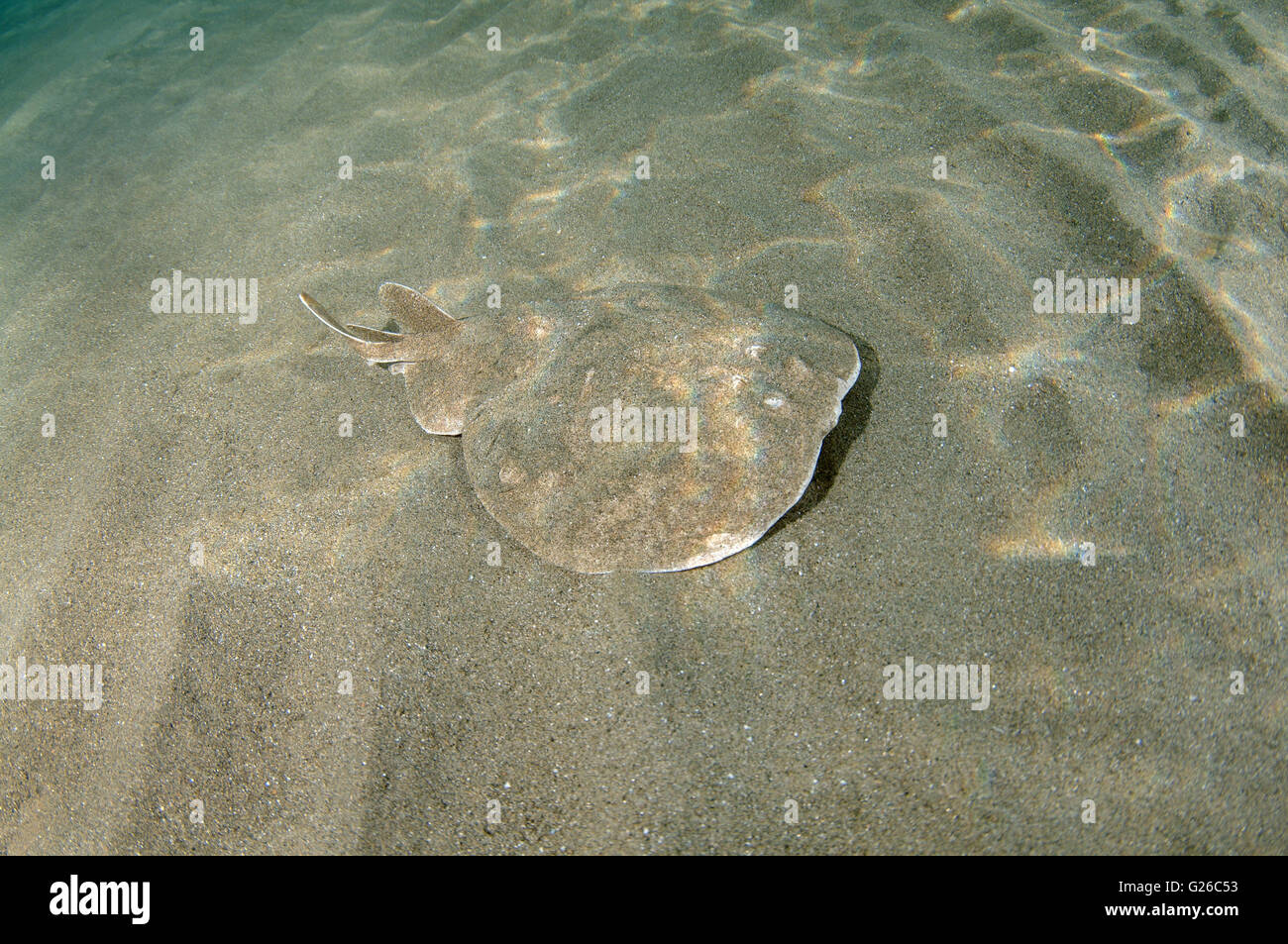 Red Sea, Egypt. 28th May, 2015. Variable torpedo ray, Marbled electric ray or Gulf torpedo (Torpedo sinuspersici) swims over a sandy bottom, Red sea, Marsa Alam, Abu Dabab, Egypt, Africa © ZUMA Wire/ZUMAPRESS.com/Alamy Live News Stock Photo