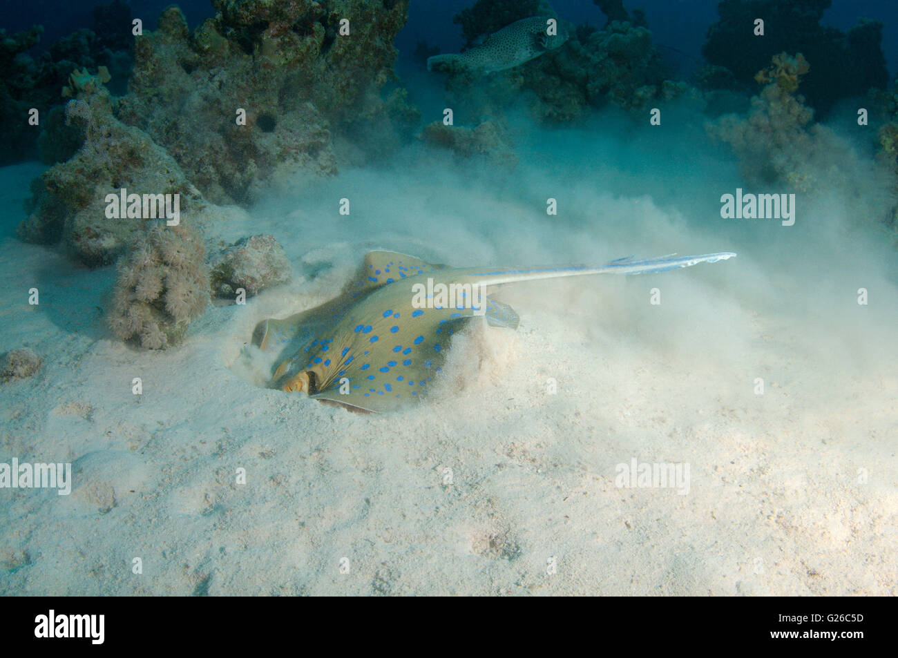 Red Sea, Egypt. 3rd Mar, 2016. Bluespotted ribbontail ray, Blue Spotted Fantail Stingray, Lesser fantail ray, Reef ray or Blue spotted lagoon ray (Taeniura lymma) buries itself in the sand looking for food, Red sea, Egypt, Africa © Andrey Nekrasov/ZUMA Wire/ZUMAPRESS.com/Alamy Live News Stock Photo