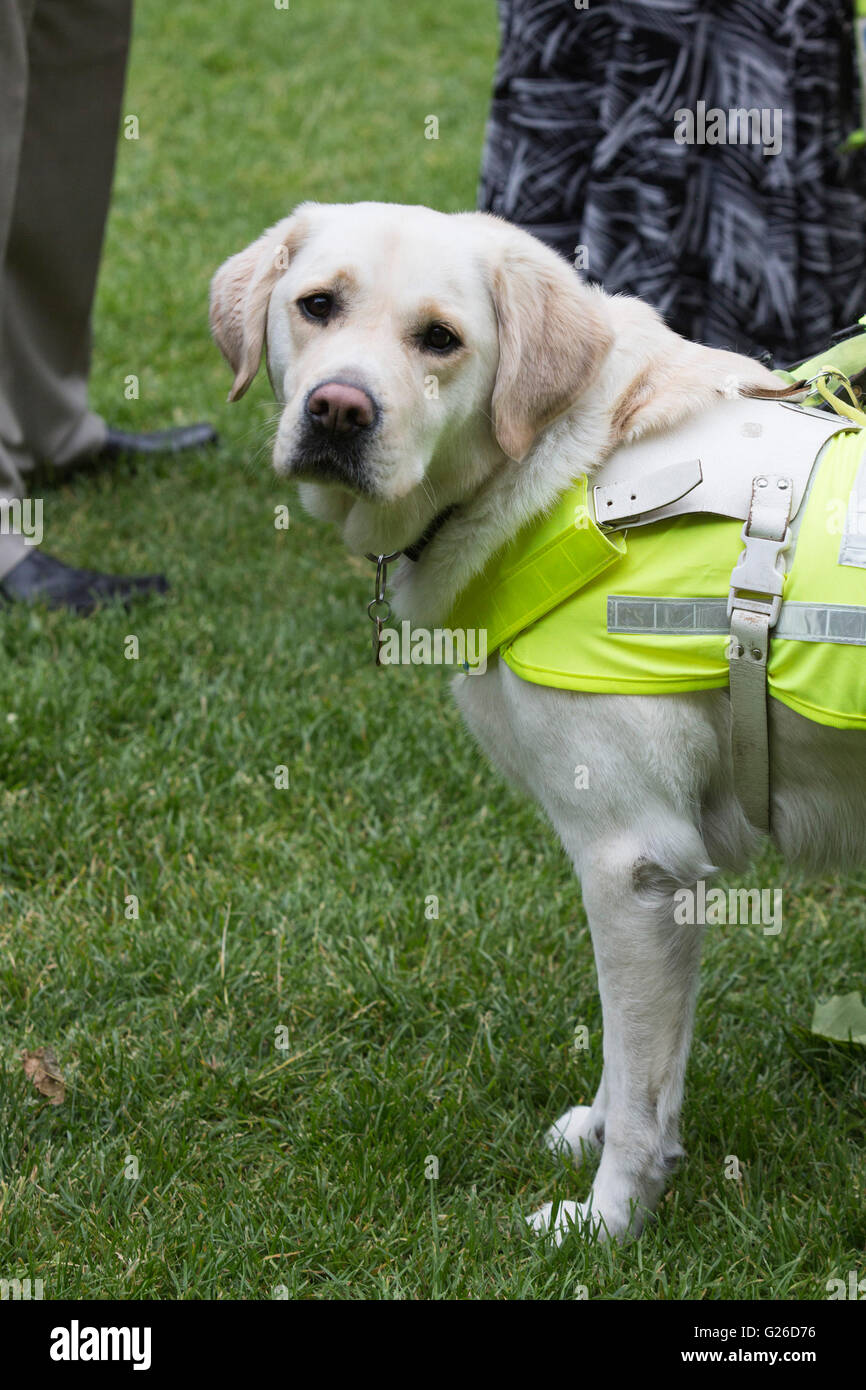London, UK. 25 May 2016. 100 guide dog owners with their guide dogs descended on Westminster today to lobby their MPs with the help of the charity Guide Dogs for tougher penalties for taxi and minicab drivers, shops and restaurants that turn away guide dogs. Credit:  Vibrant Pictures/Alamy Live News Stock Photo