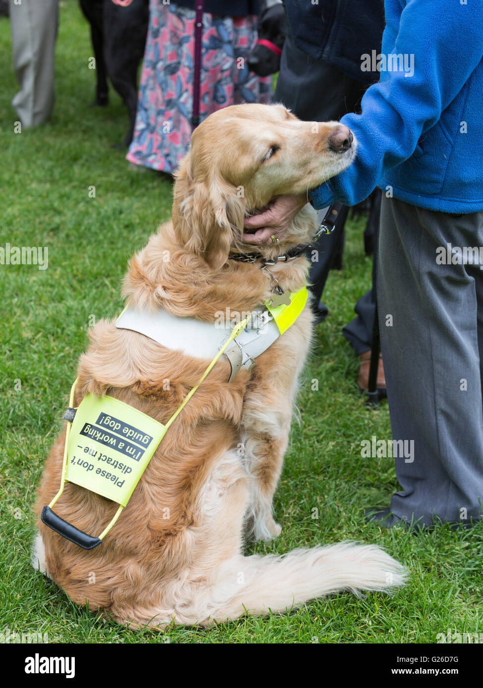 London, UK. 25 May 2016. 100 guide dog owners with their guide dogs