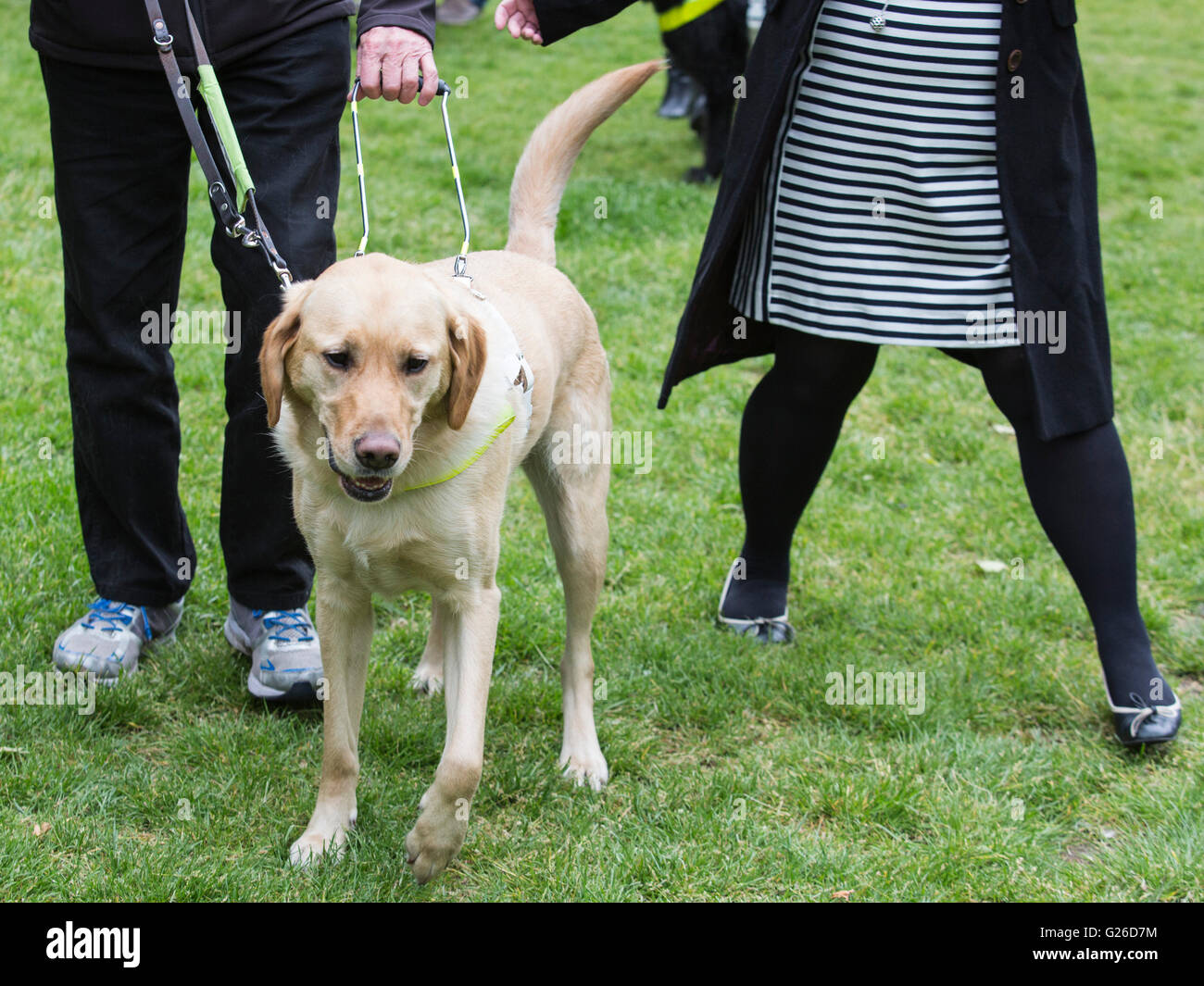 Guide dog labrador uk hires stock photography and images Alamy