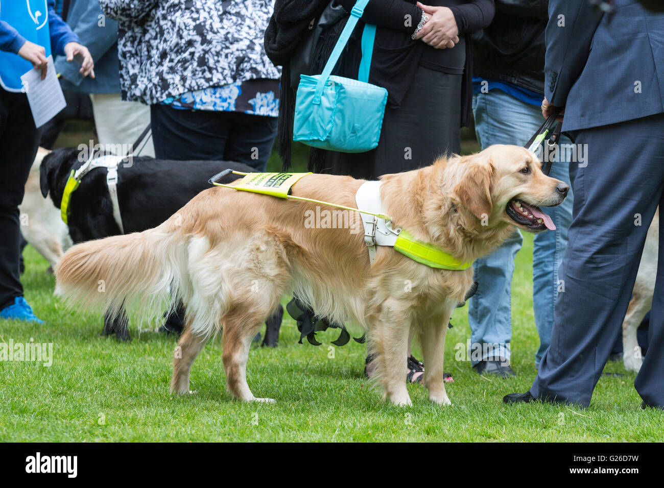 London, UK. 25 May 2016. 100 guide dog owners with their guide dogs descended on Westminster