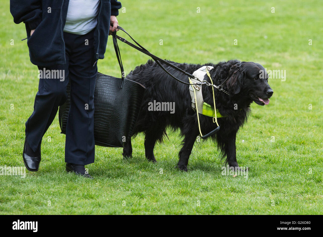 London, UK. 25 May 2016. 100 guide dog owners with their guide dogs descended on Westminster today to lobby their MPs with the help of the charity Guide Dogs for tougher penalties for taxi and minicab drivers, shops and restaurants that turn away guide dogs. Credit:  Vibrant Pictures/Alamy Live News Stock Photo