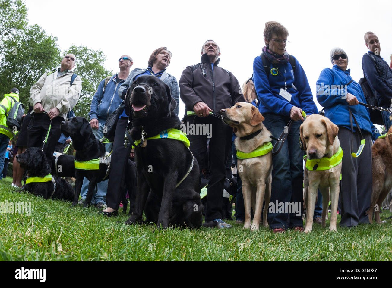 London, UK. 25 May 2016. 100 guide dog owners with their guide dogs descended on Westminster today to lobby their MPs with the help of the charity Guide Dogs for tougher penalties for taxi and minicab drivers, shops and restaurants that turn away guide dogs. Credit:  Vibrant Pictures/Alamy Live News Stock Photo