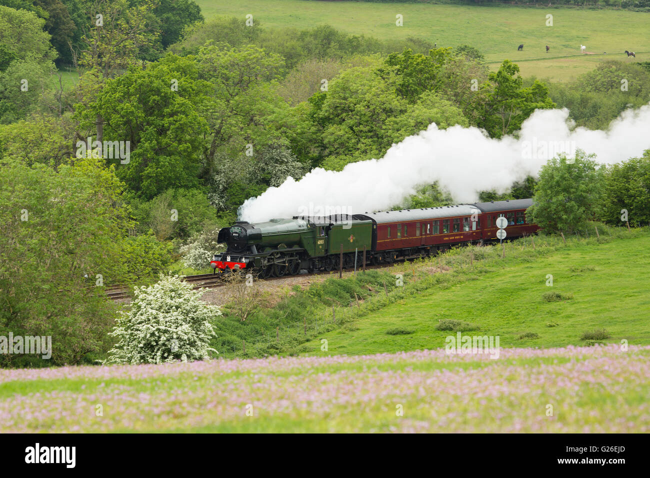 Surrey, UK. 25th May, 2016. The steam locomotive Flying Scotsman seen today on its first excursion in to the Surrey Hills since returning to service earlier this year. Stock Photo