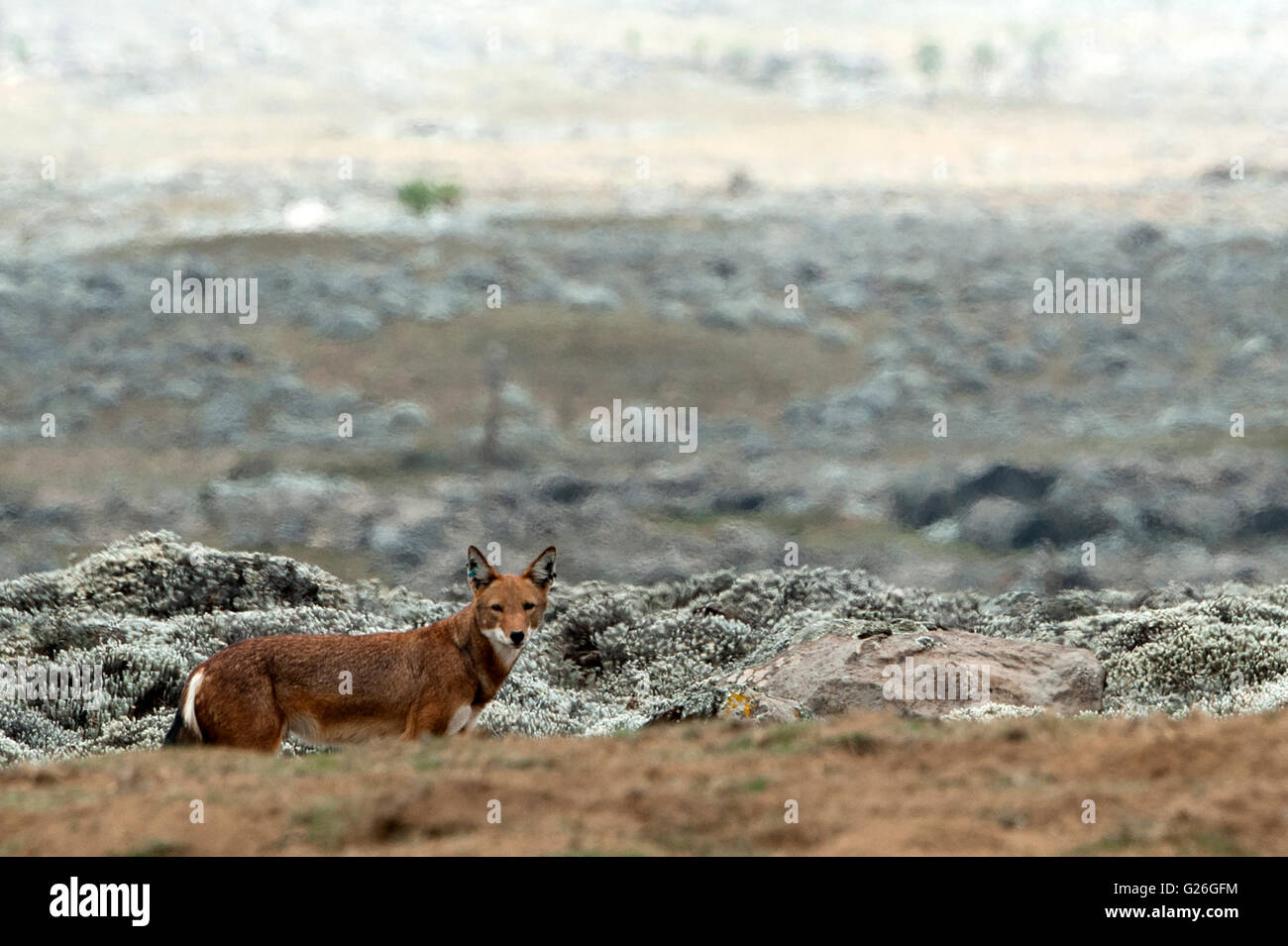 Ethiopian Wolf Bale Mountains, Ethiopia Stock Photo