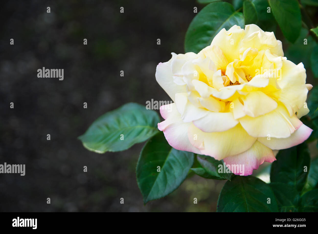 Yellow rose against dark blurry background Stock Photo