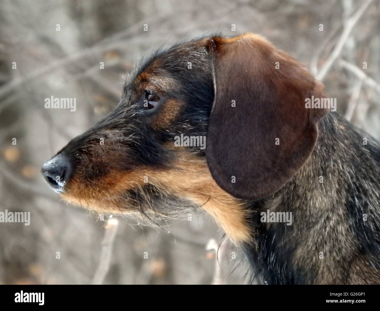 Rough coated hound hires stock photography and images Alamy