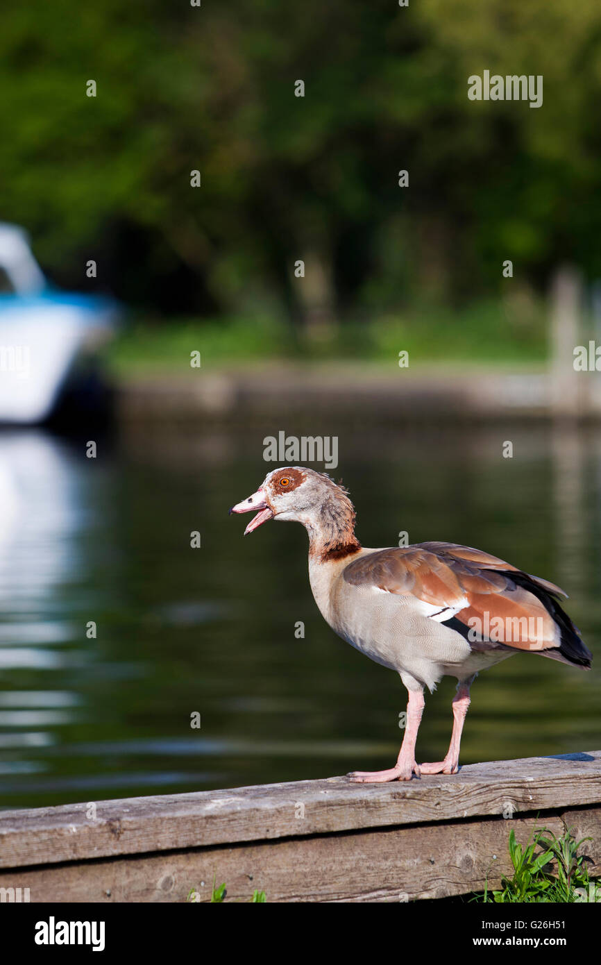 Angry Egyptian goose on the bank of the River Bure at Wroxham, UK Stock Photo