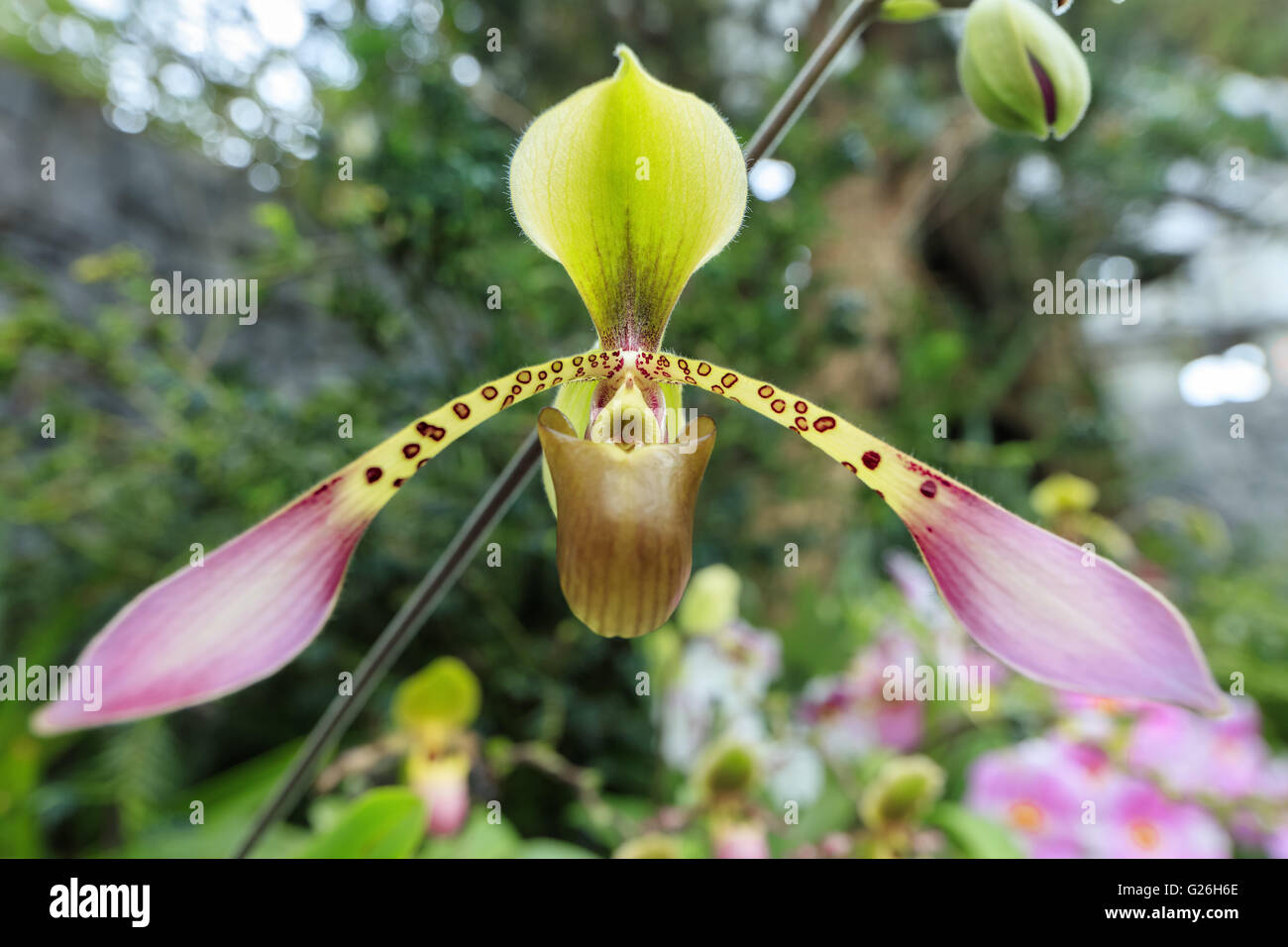 Amazing Paphiopedilum orchid flower close-up on natural background. Shallow depth of field Stock Photo