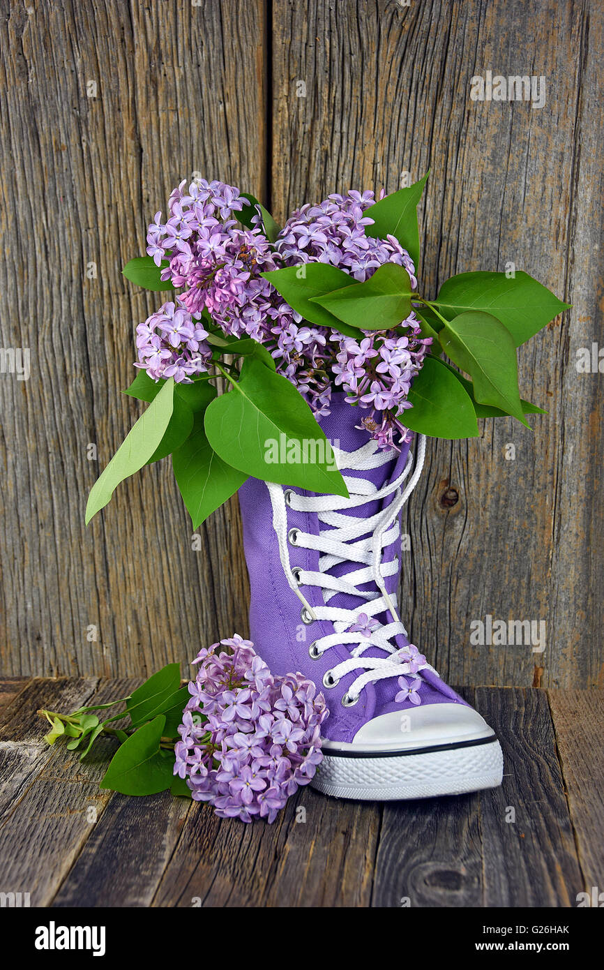 Lilac bouquet in high top purple sneaker on rustic barn wood. Stock Photo