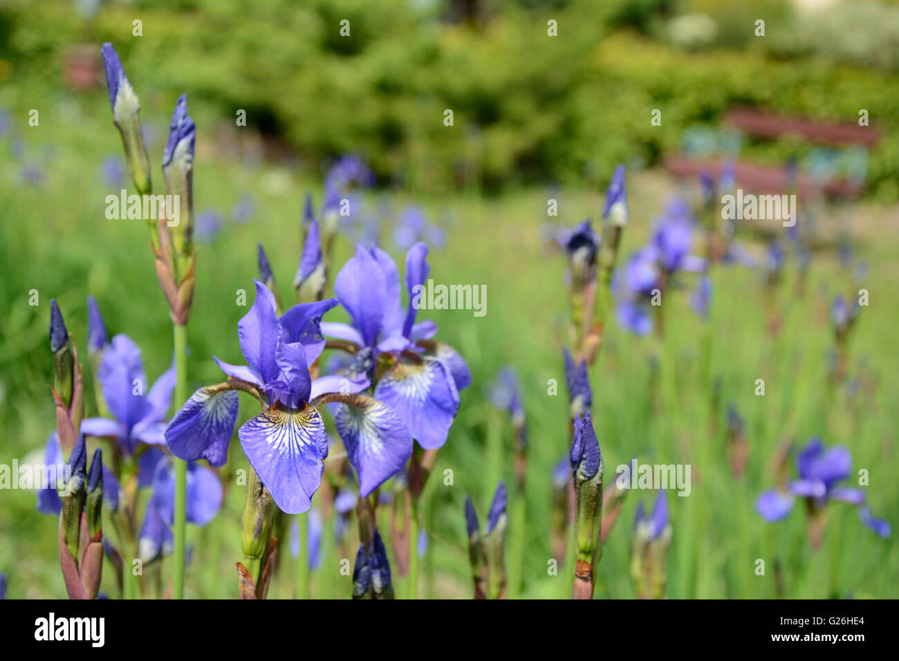 Iris blue flowers in garden close up Stock Photo