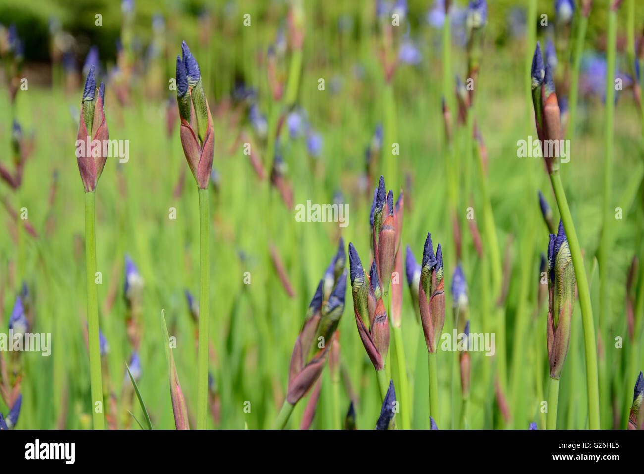 Buds of Iris blue flowers in garden close up Stock Photo
