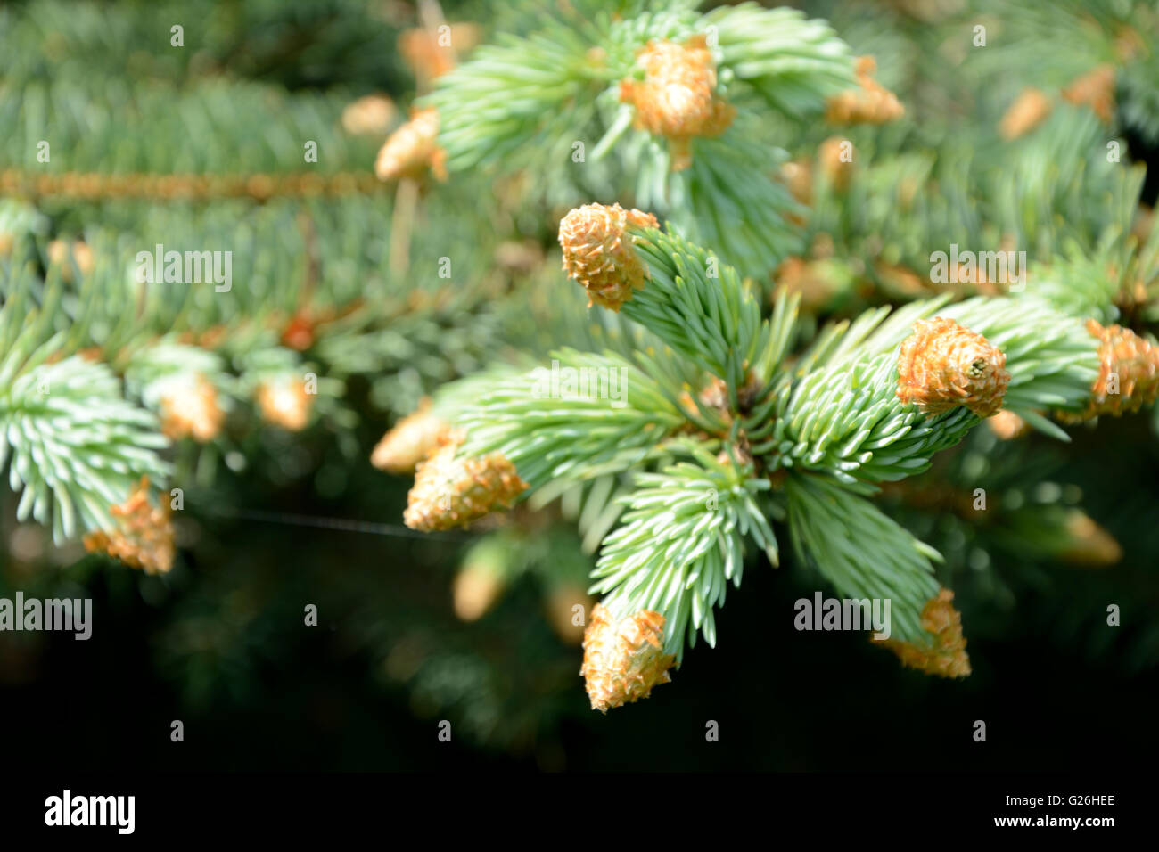 Green conifer branchlets close up Stock Photo