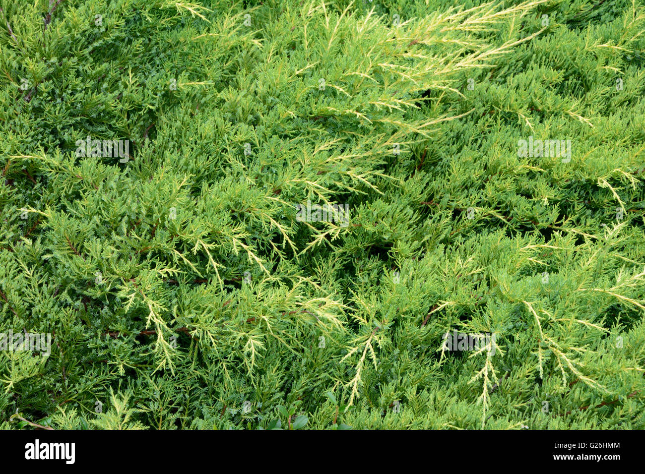 Creeping juniper hires stock photography and images Alamy