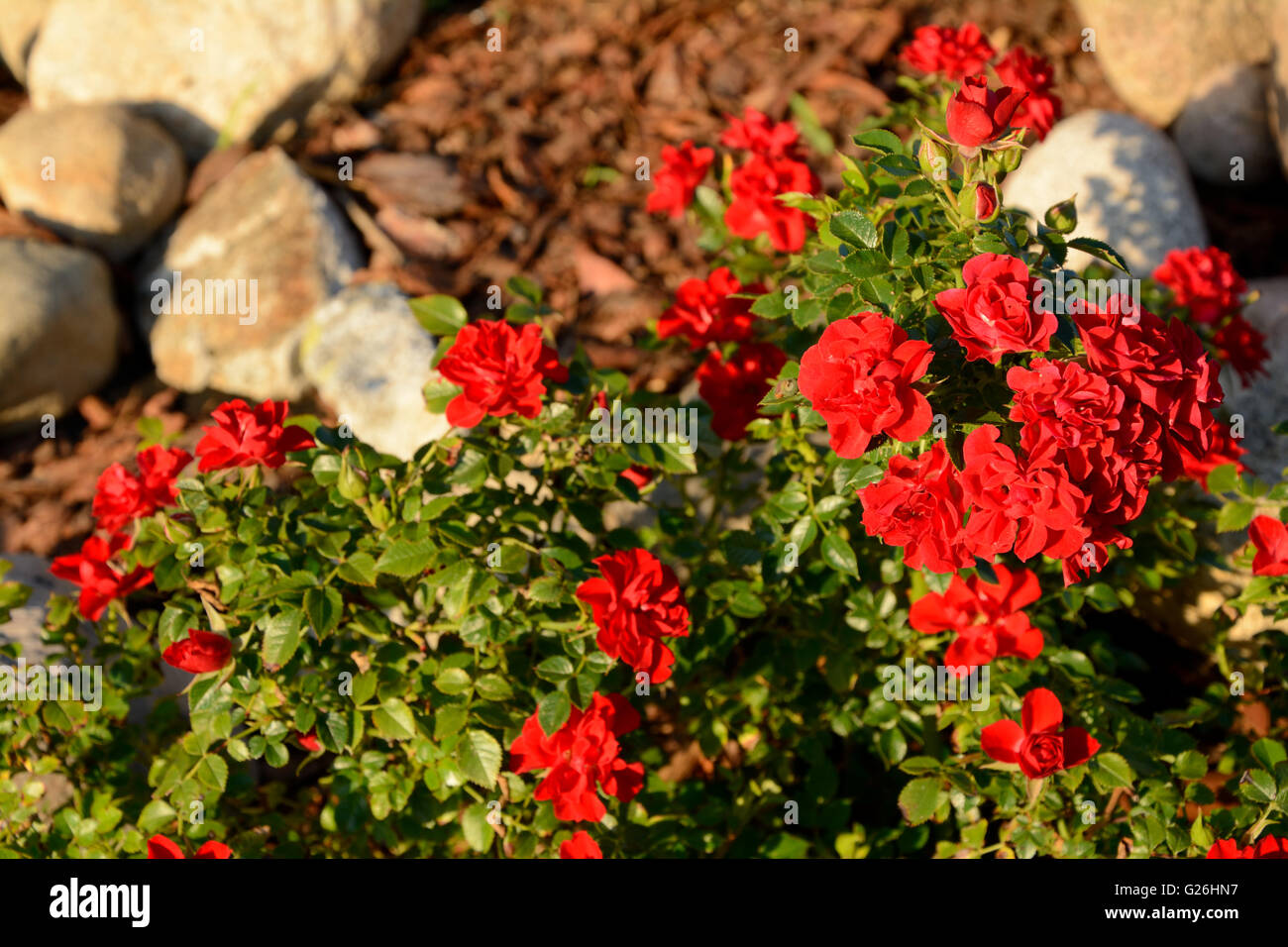 Small red roses closeup in garden Stock Photo - Alamy