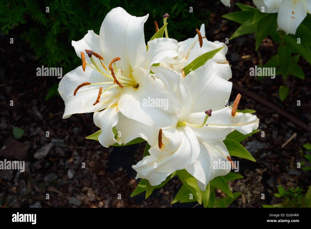 Single white lily hires stock photography and images Alamy