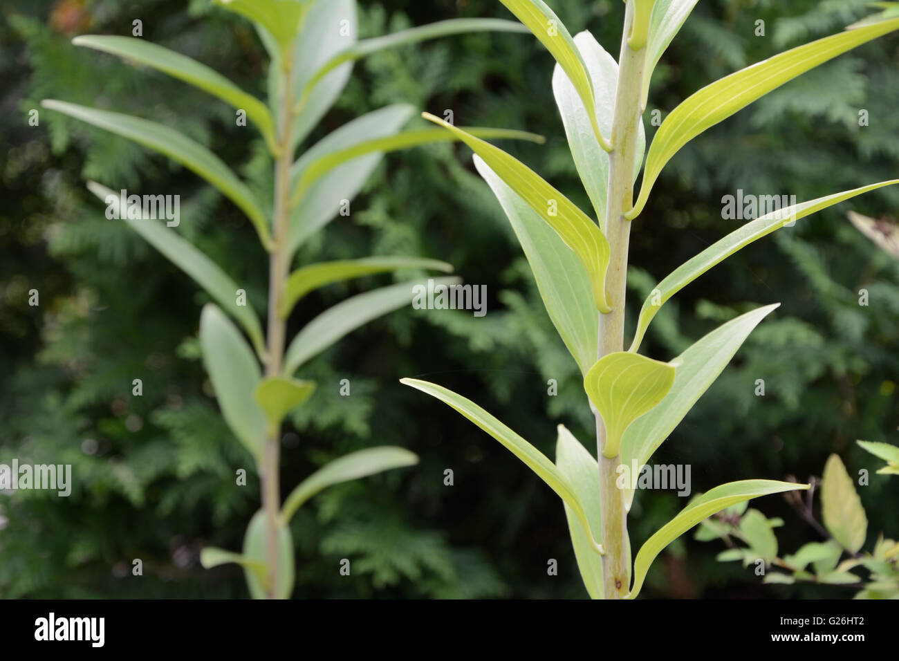Two green lily flower stems in garden Stock Photo Alamy