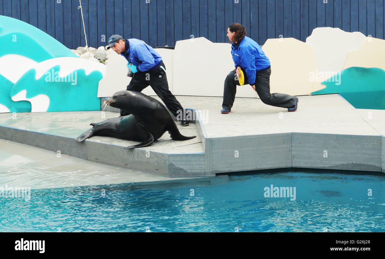 A Sea Lion performance at the NY Aquarium Stock Photo Alamy