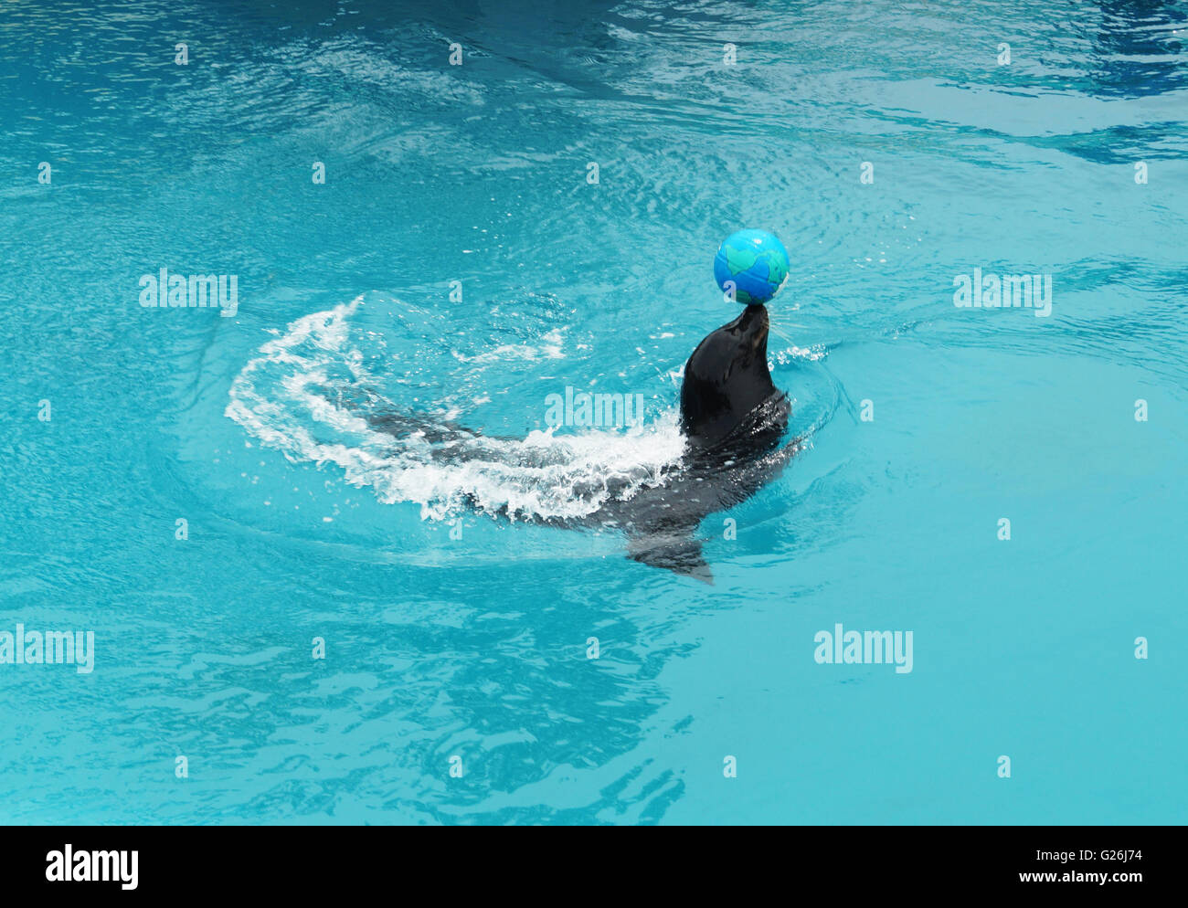 A Sea Lion, named Bruiser balancing a ball on his nose Stock Photo - Alamy