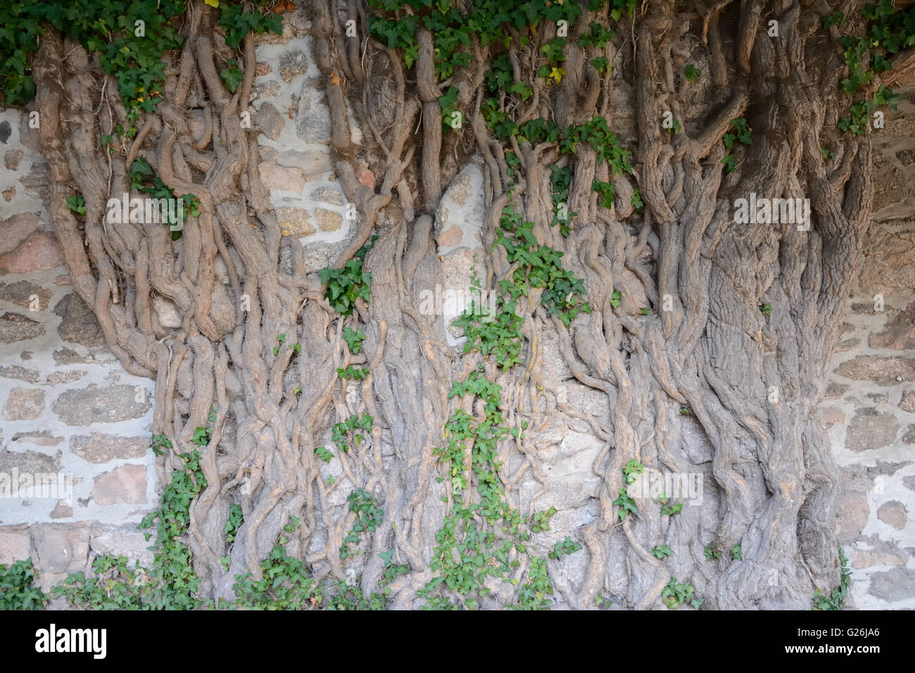 Trunk of very old ivy tree at stone wall Stock Photo