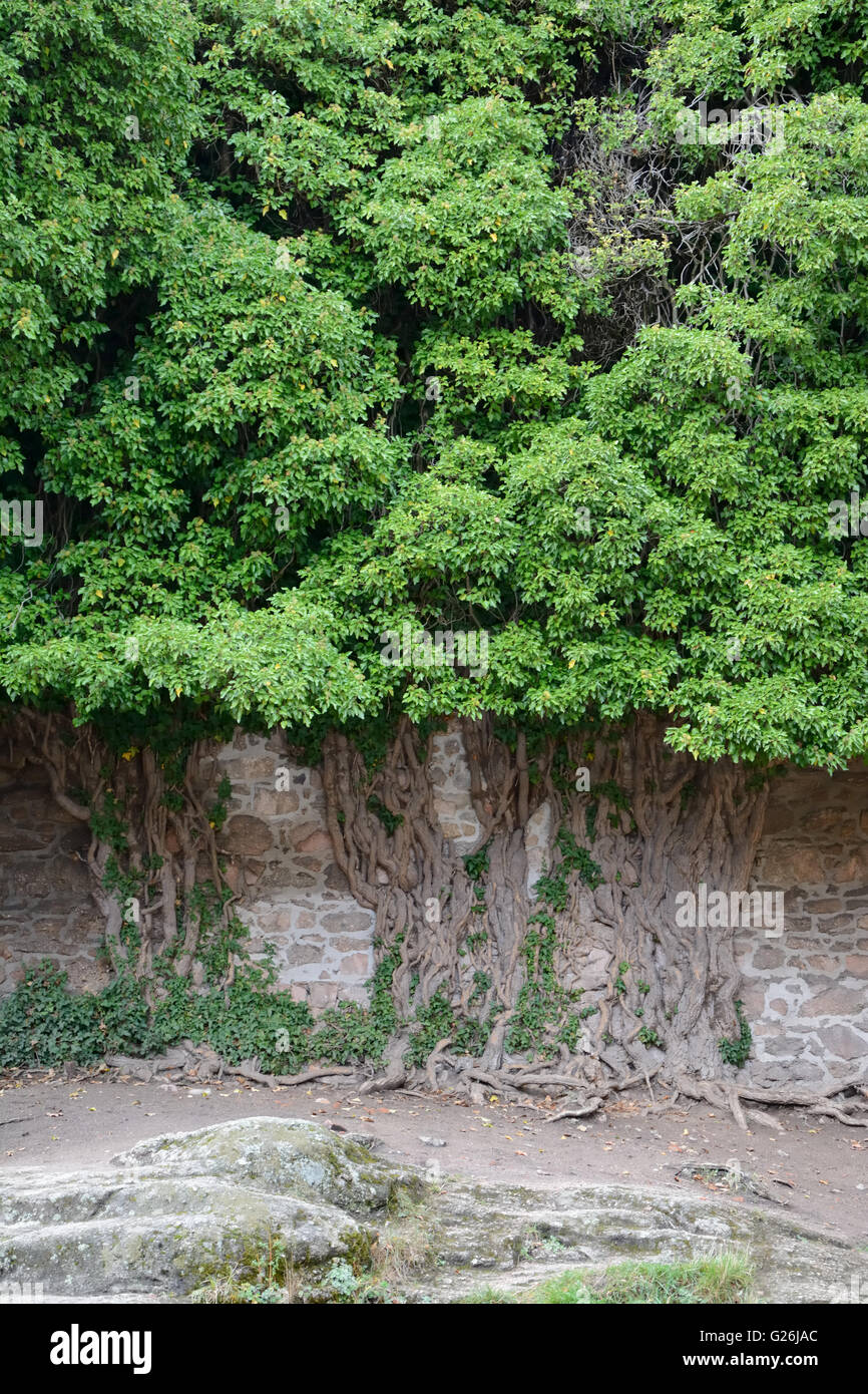 Trunk of very old ivy tree at stone wall Stock Photo