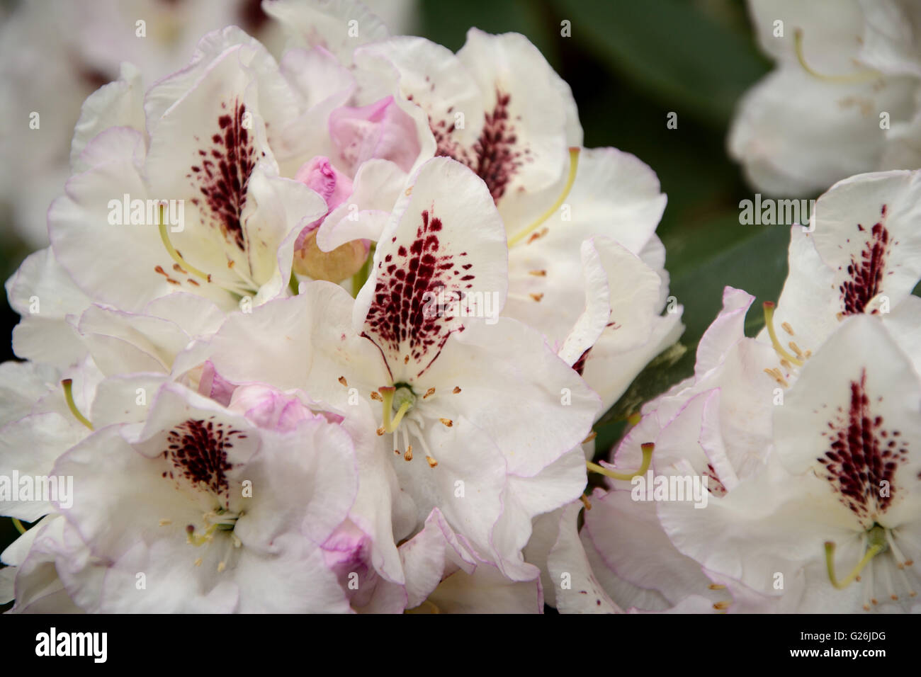 Rhododendron Gudrun white flowers close up Stock Photo - Alamy