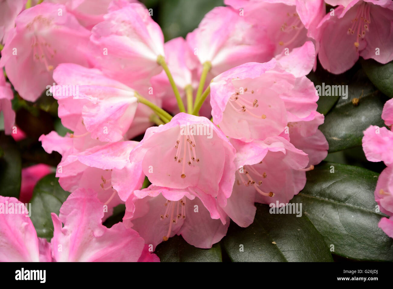 rhododendron rosata Roseum Elegans Rhododendron – Plant Detectives main image 0