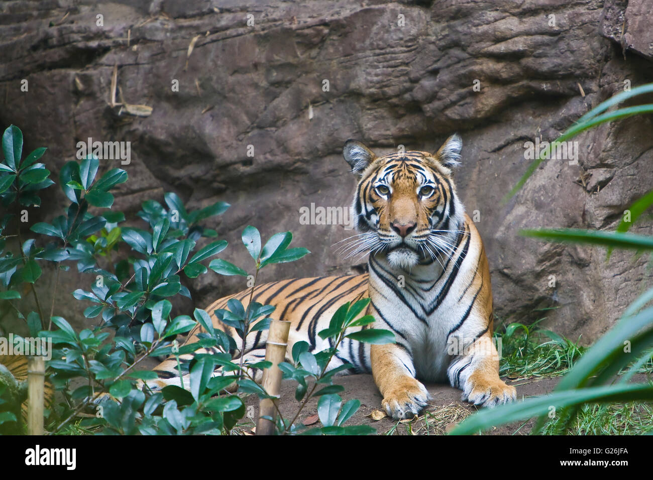 Malayan female tiger lying on rocky ledge. Stock Photo