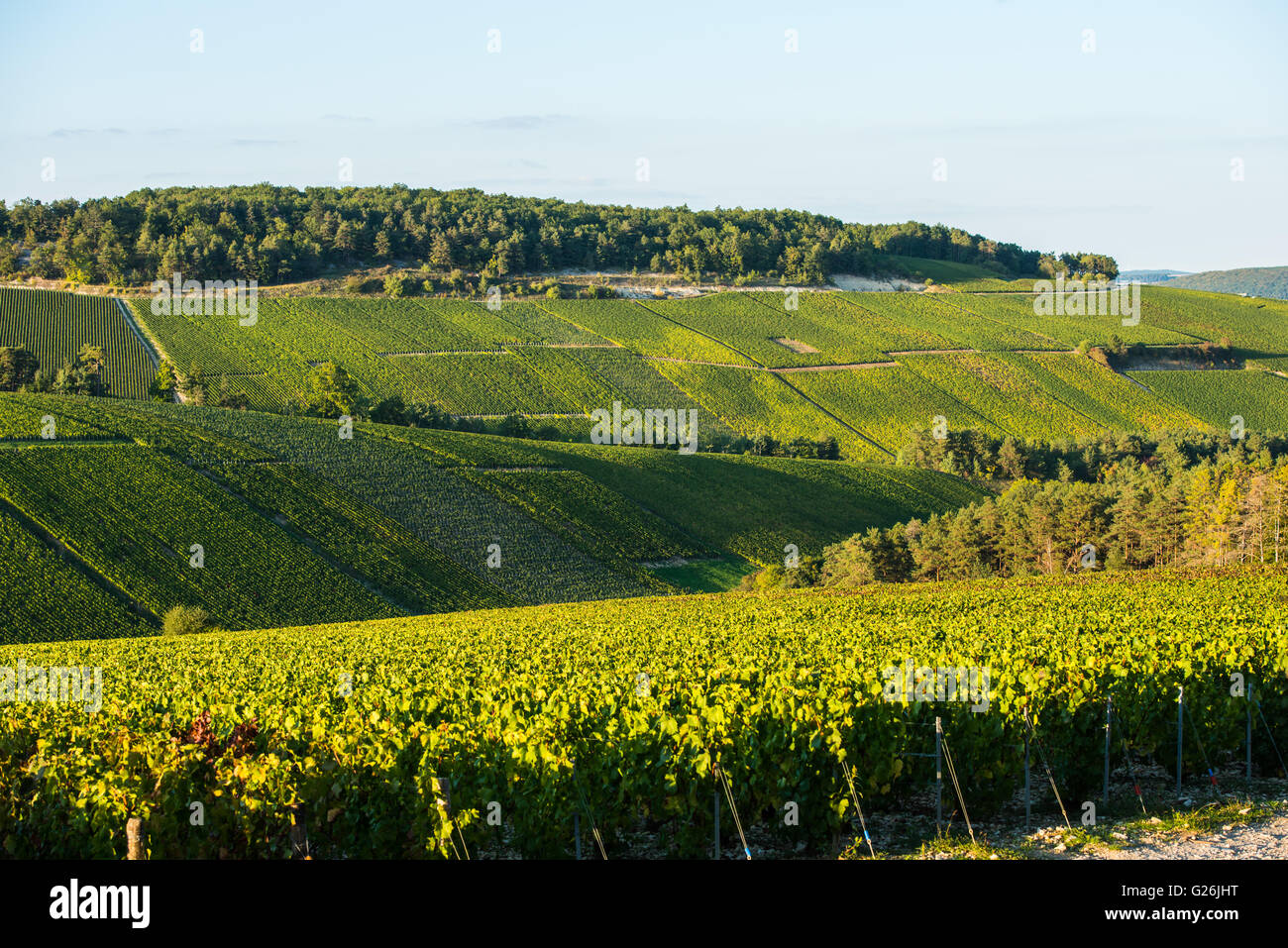 Champagne vineyards in the Cote des Bar area of the Aube department, Champagne-Ardennes, France, Europe Stock Photo