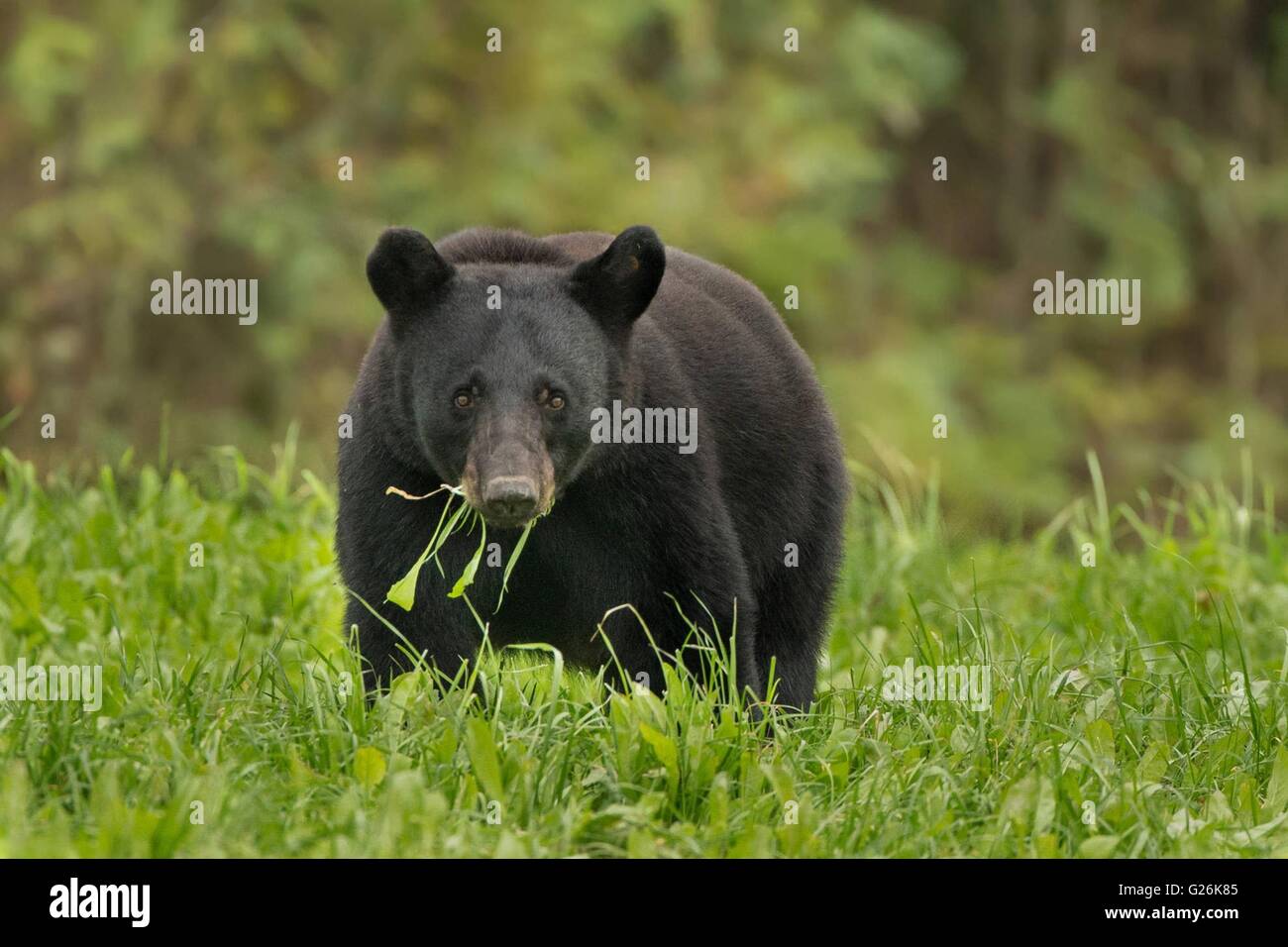Louisiana black bear hires stock photography and images Alamy