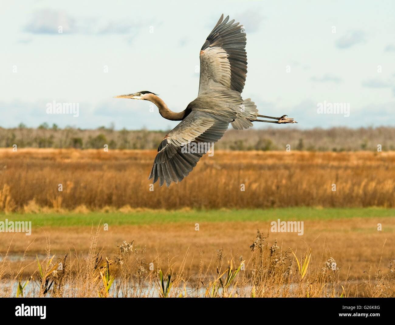 A Great Blue Heron flies over the marsh at Alligator River National Wildlife Refuge in East Lake, North Carolina. Stock Photo