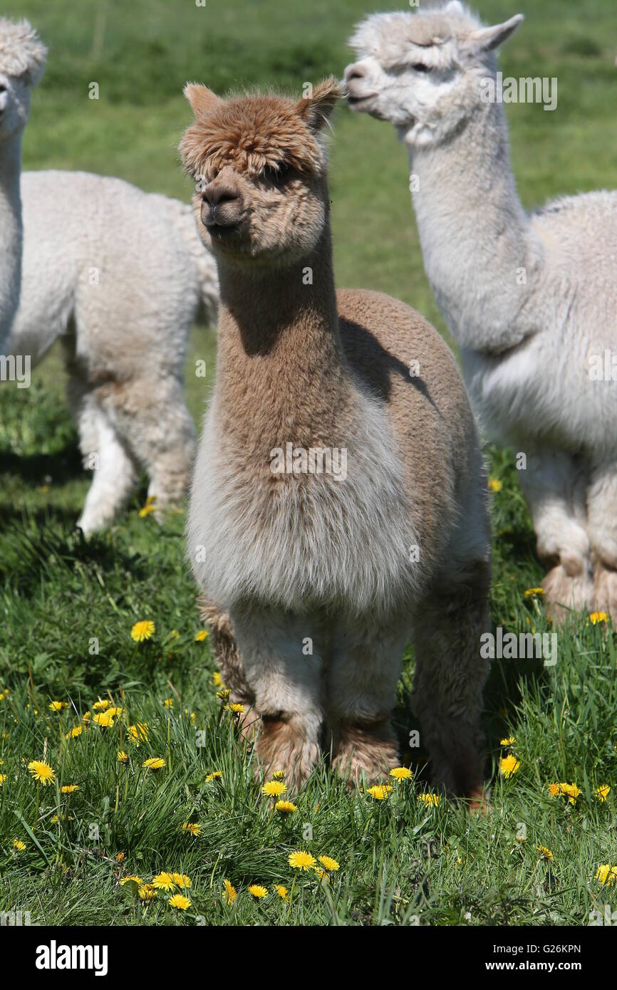 Alpaca sitting eating hires stock photography and images Alamy