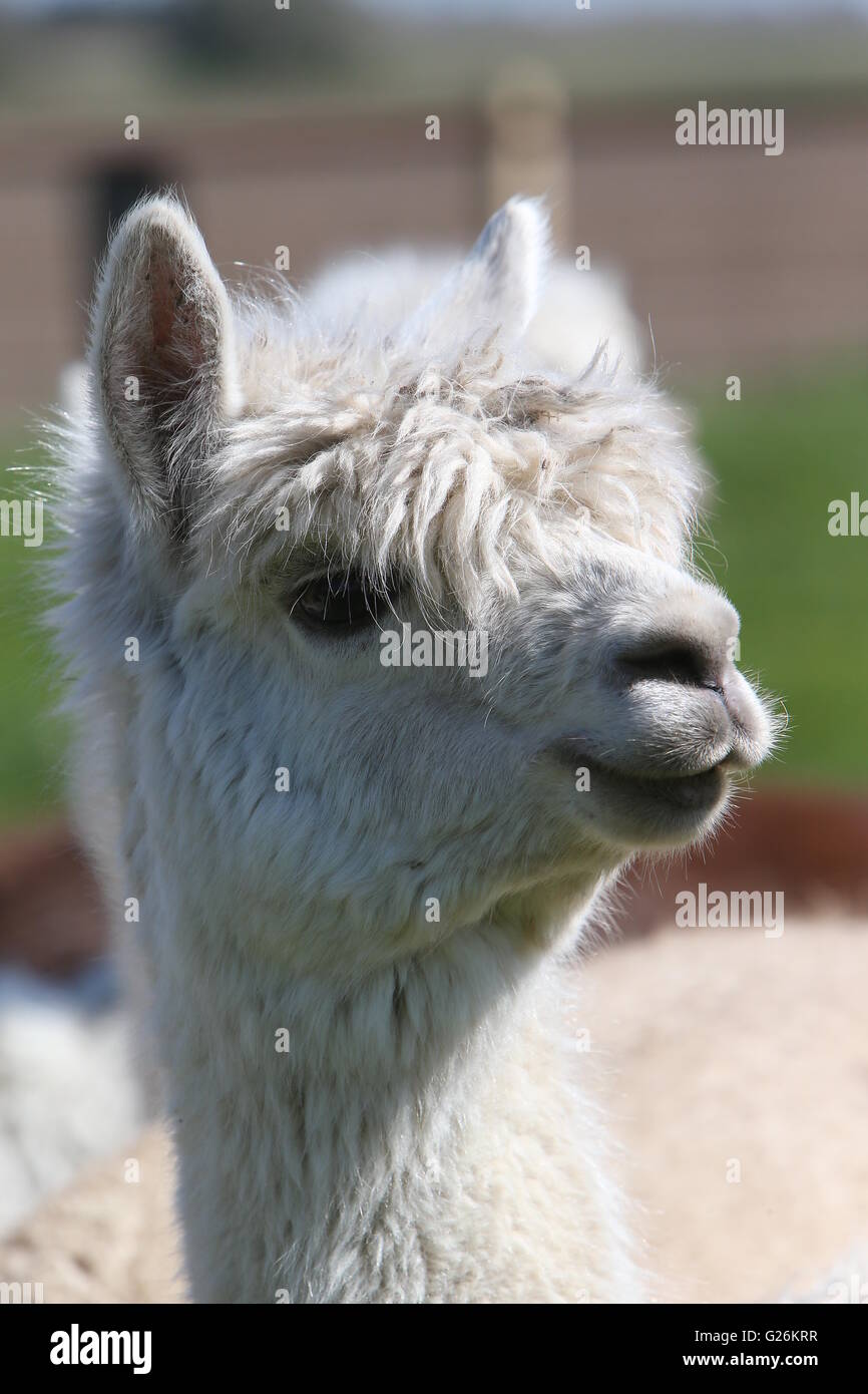 Alpaca sitting eating hires stock photography and images Alamy