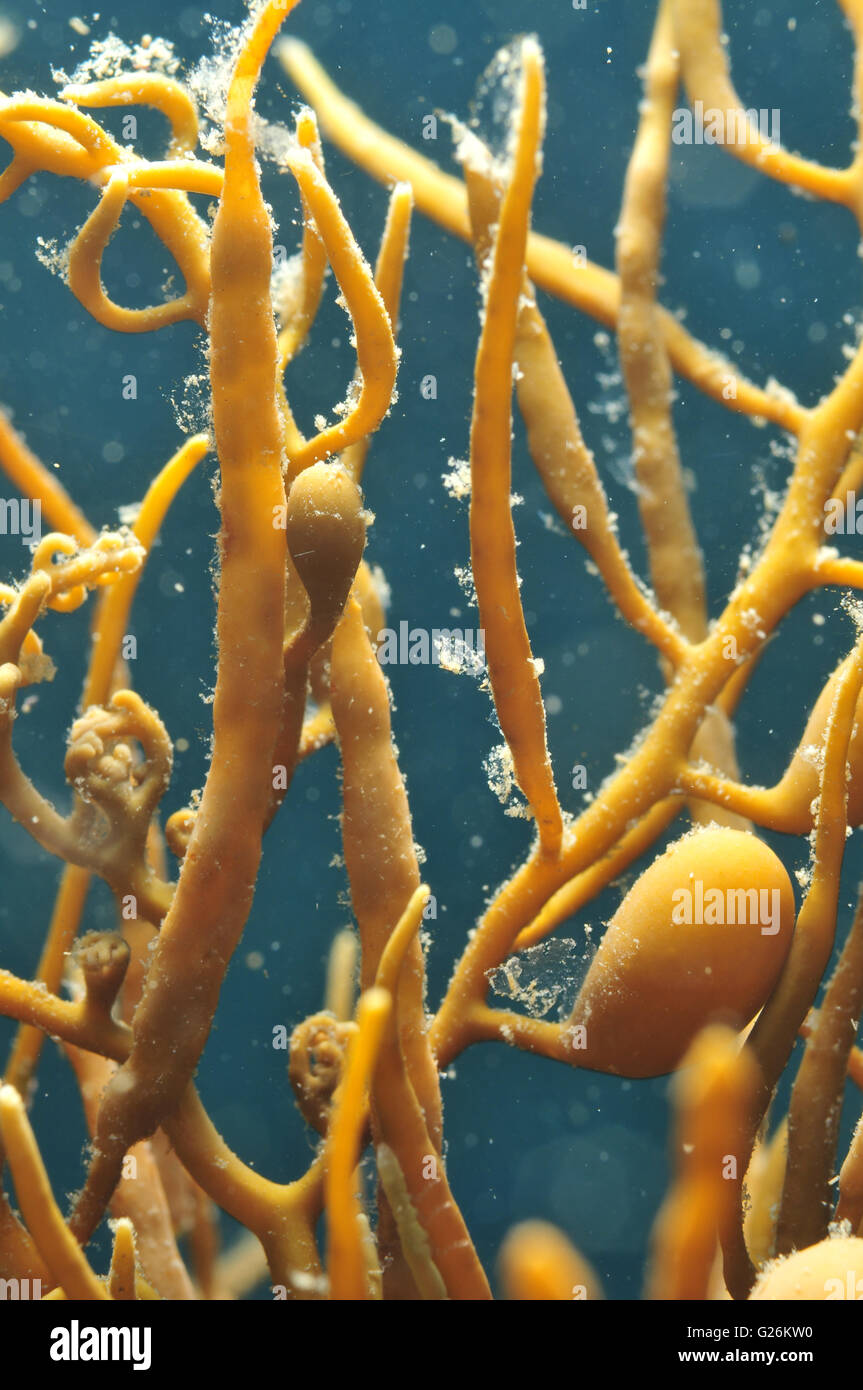 Brown seaweed with pneumatocysts. Stock Photo