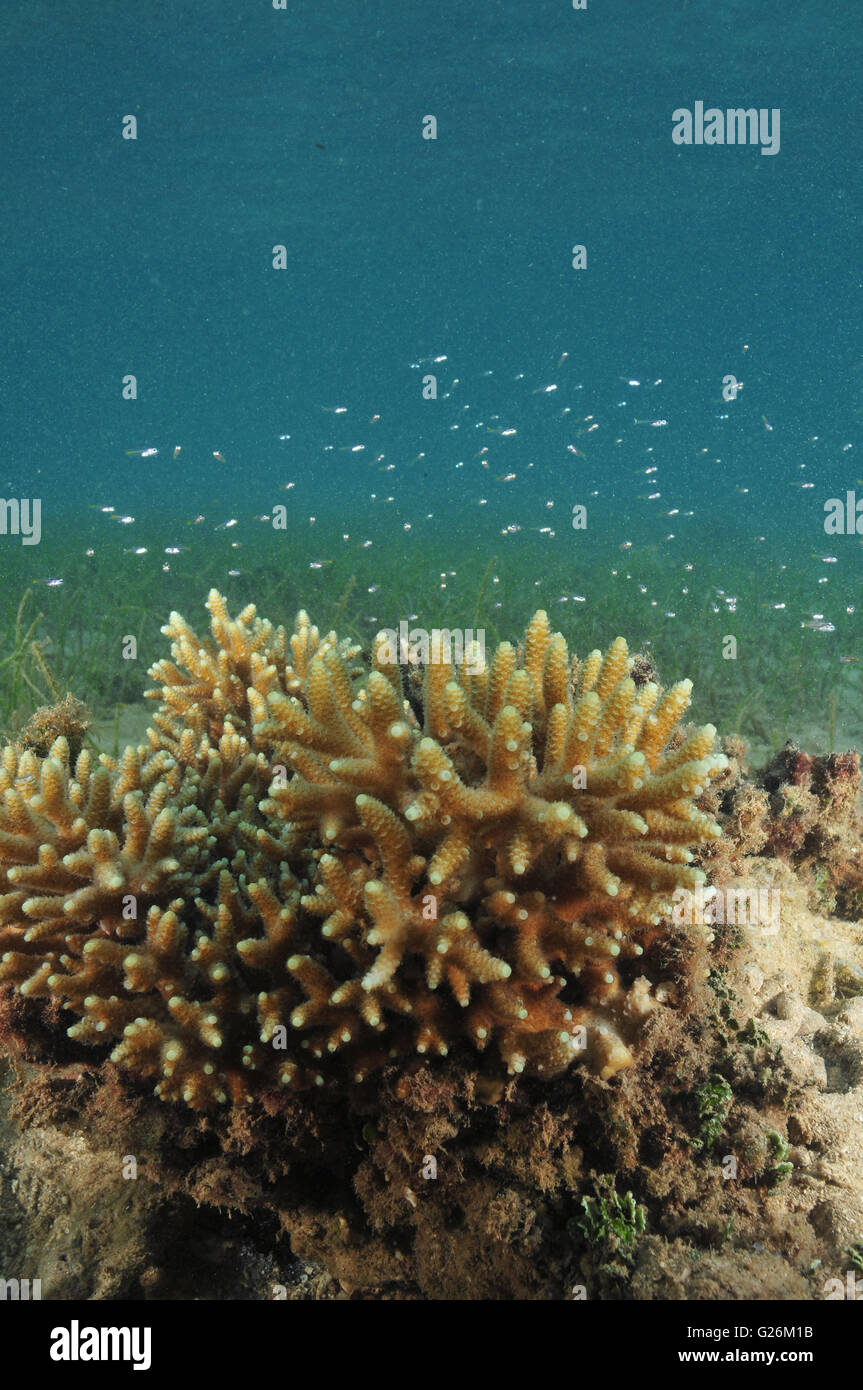 School of juvenile fish hovering above coral block. Stock Photo