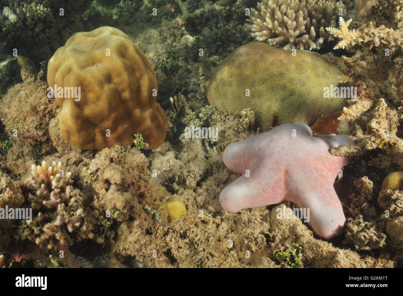 Sea stars of the coral sea on silty bottom Stock Photo