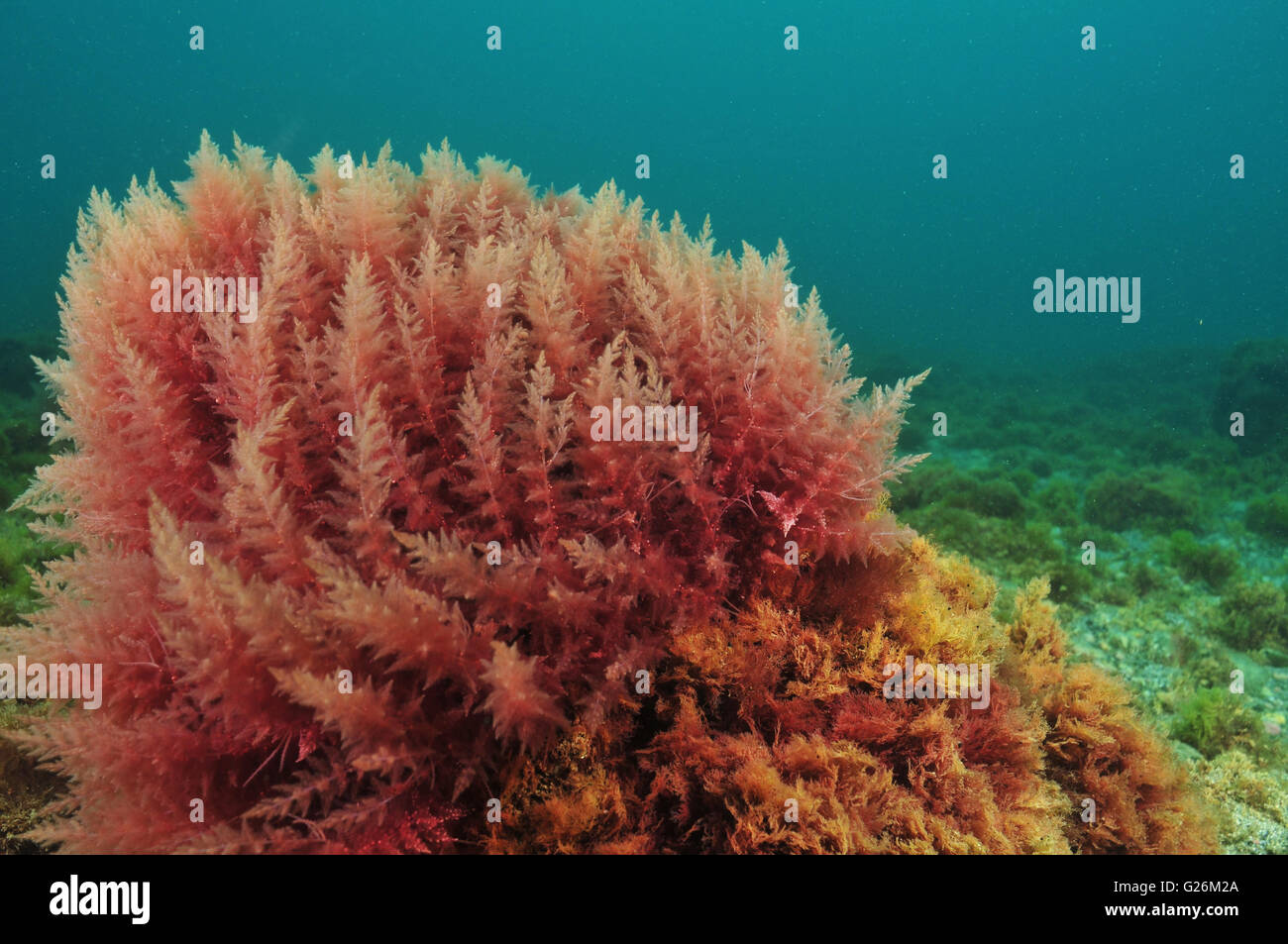 Red algae hires stock photography and images Alamy