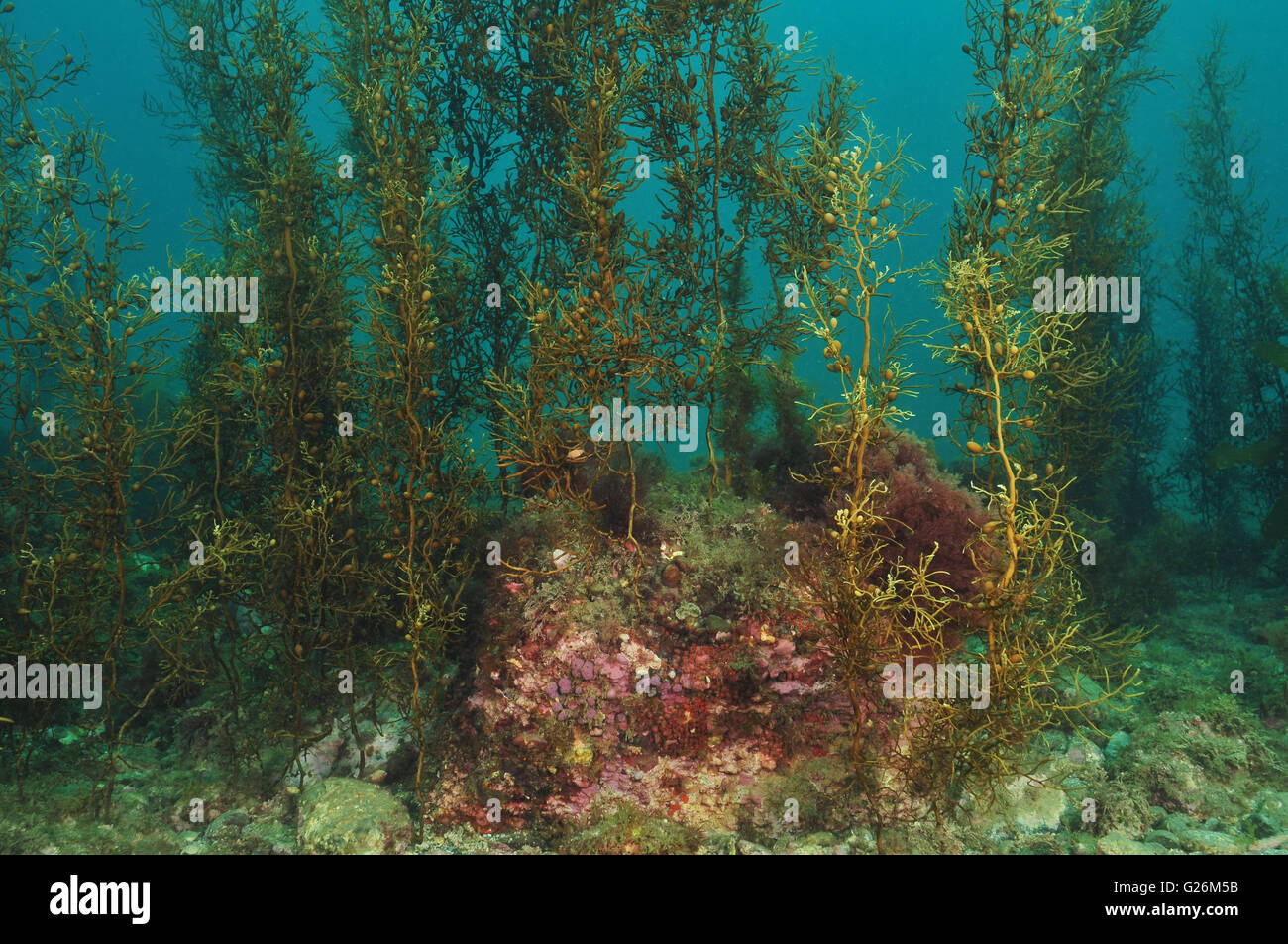 Shallow water kelp forest on flat rocky reef Stock Photo