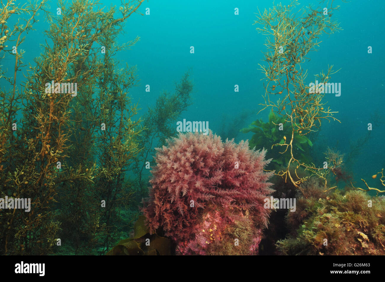 Bush of red algae in shallow water kelp forest Stock Photo