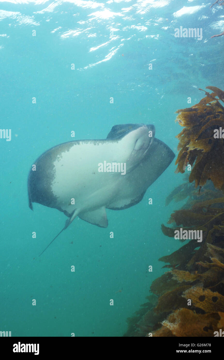 New Zealand eagle ray Myliobatis tenuicaudatus Stock Photo
