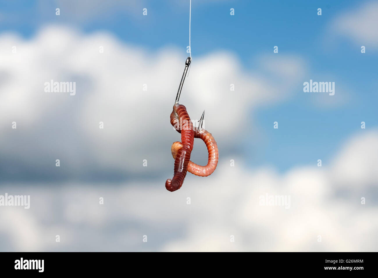hook, worm, fishing, isolated, earthworm, white, fish, background, bait,  animal, angler Stock Photo - Alamy
