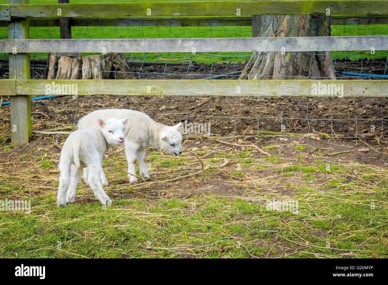 Lambs in the pen on the farmyard Stock Photo - Alamy