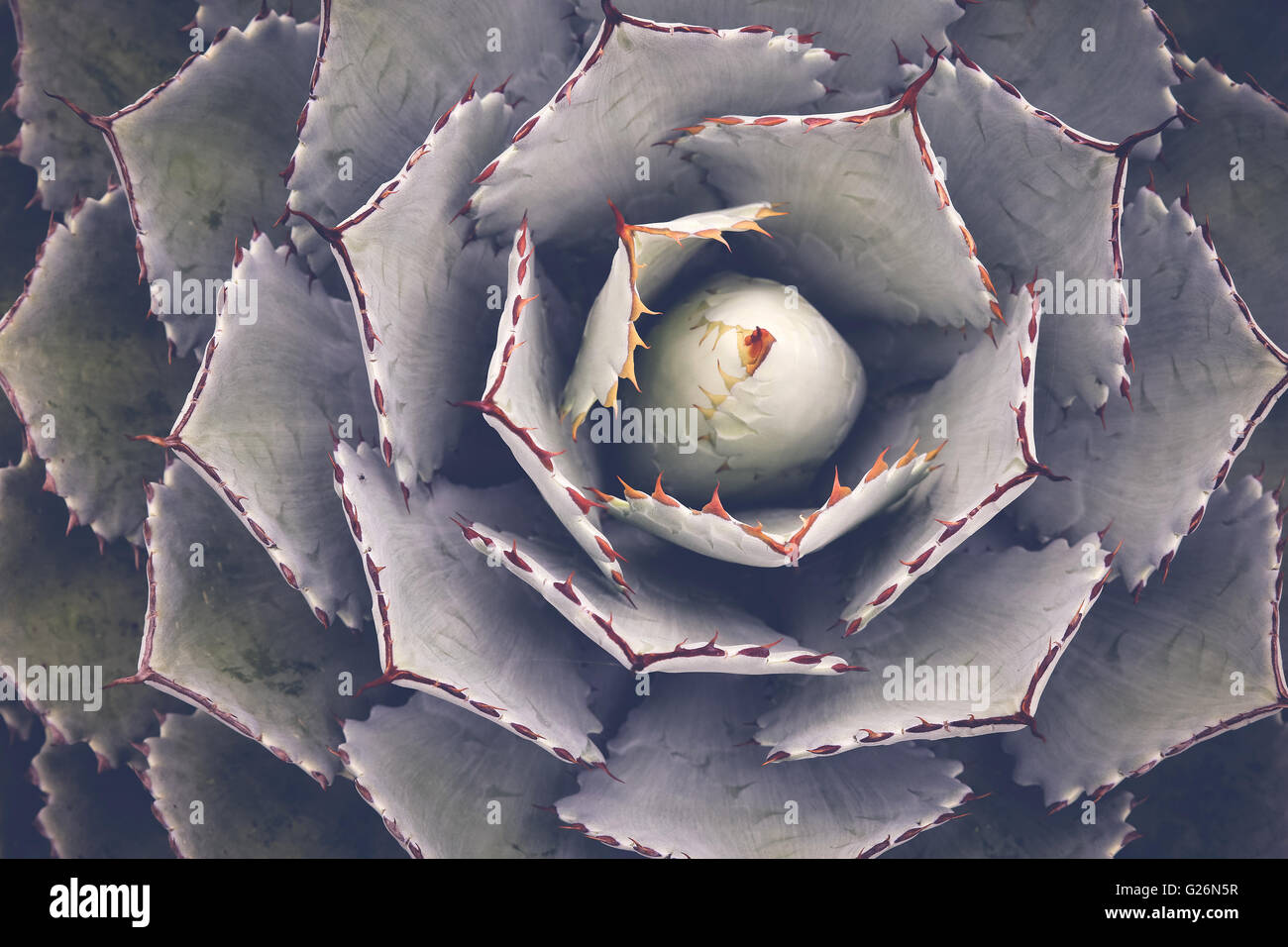 Close up of agave succulent plant, selective focus, toning Stock Photo