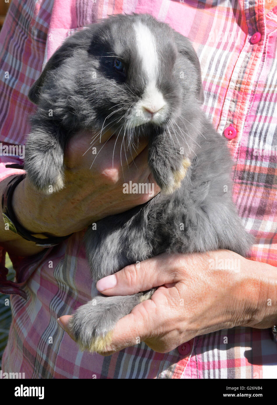 Holland Lop rabbit held in arms by farmer Stock Photo Alamy