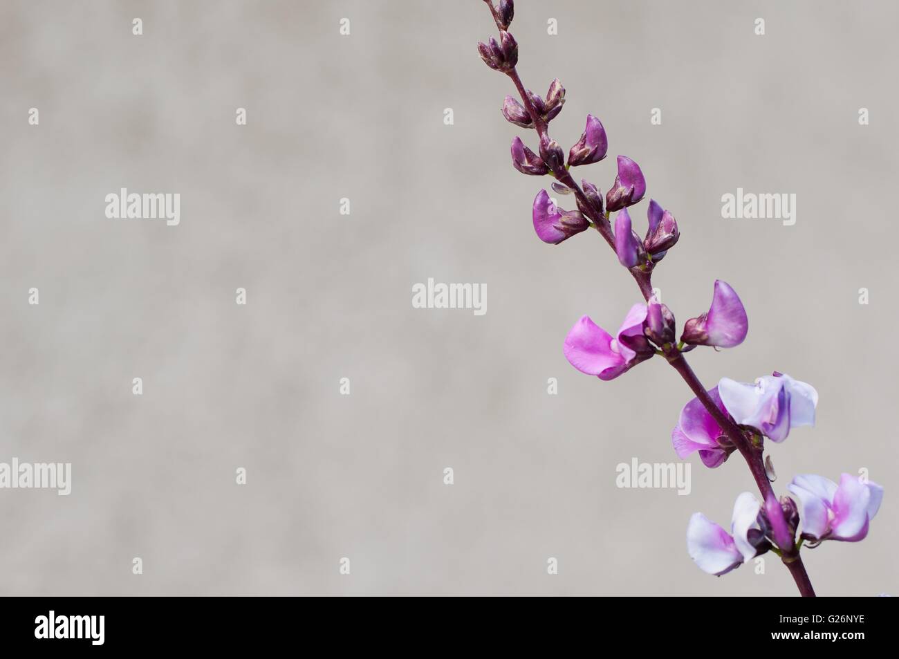 Flowers of Purple Hyacinth Bean (Lablab purpureus) in right side of image Stock Photo
