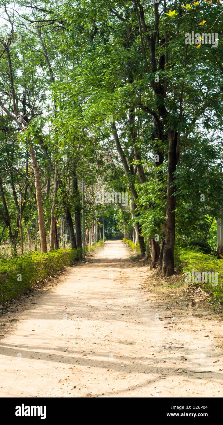 Nature beauty path dirt track trees cover foliage Stock Photo