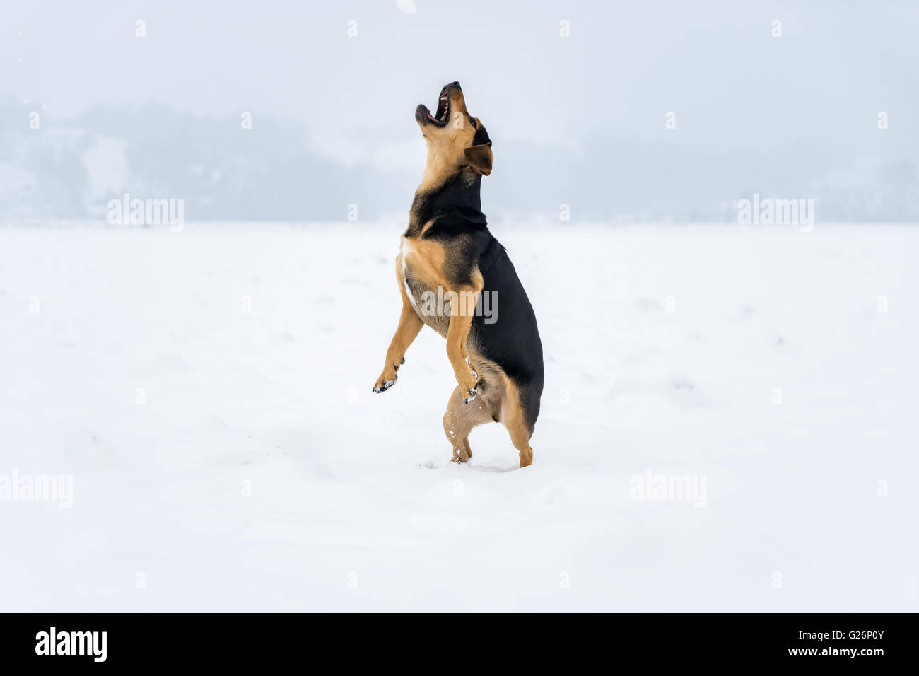 Dog catching Snowball Stock Photo Alamy