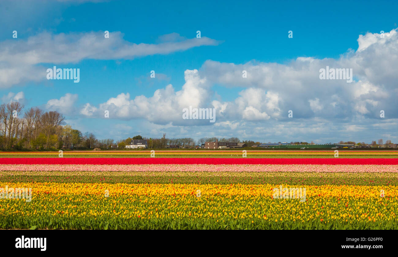 Flower farms in Holland Stock Photo Alamy