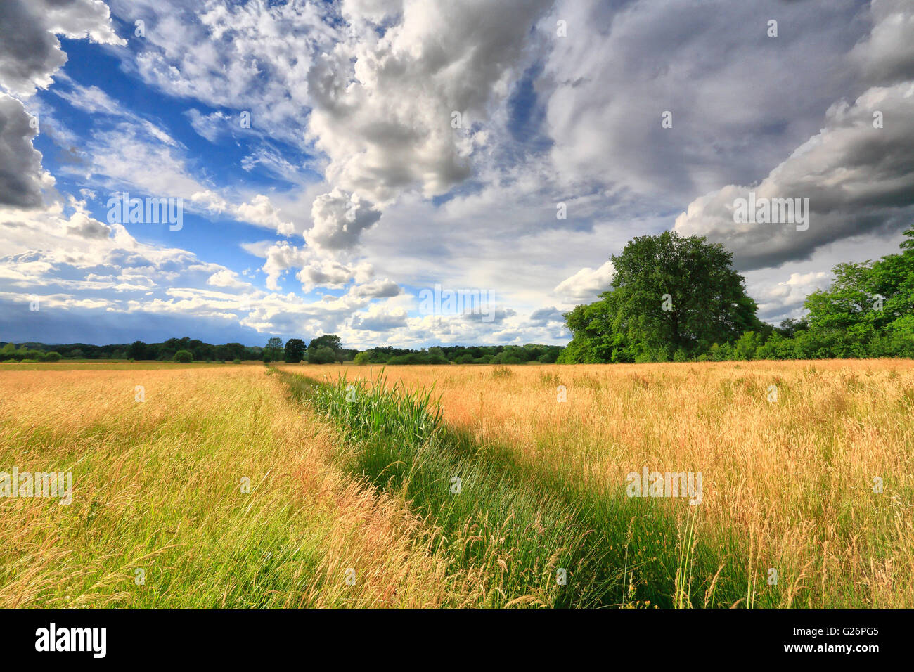 Panoramic landscape with green meadow and cloudy sky hi-res stock ...